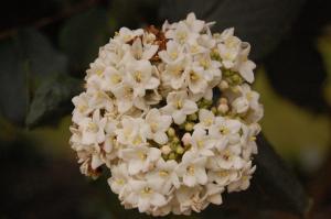 Viburnum x carlcephalum flower (16/10/2011, London)