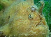 Frogfish