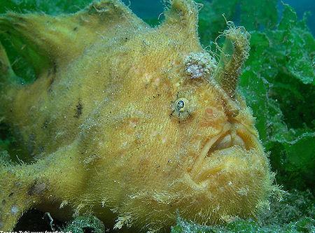 The Frogfish