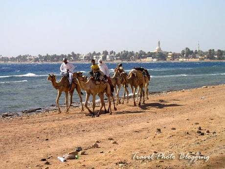 Diving trip to Egypt postponed Diving trip to Egypt postponed