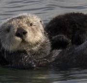 Featured Animal: Otter