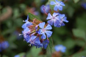 Ceratostigma willmottianum flower (16/10/2011, London)