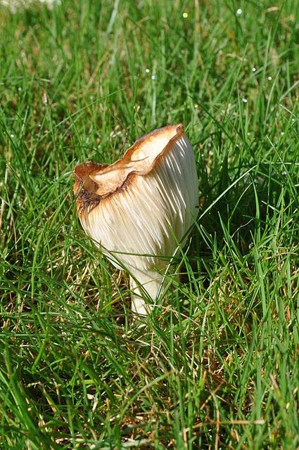 Magic Mushrooms: A Fungal Foray