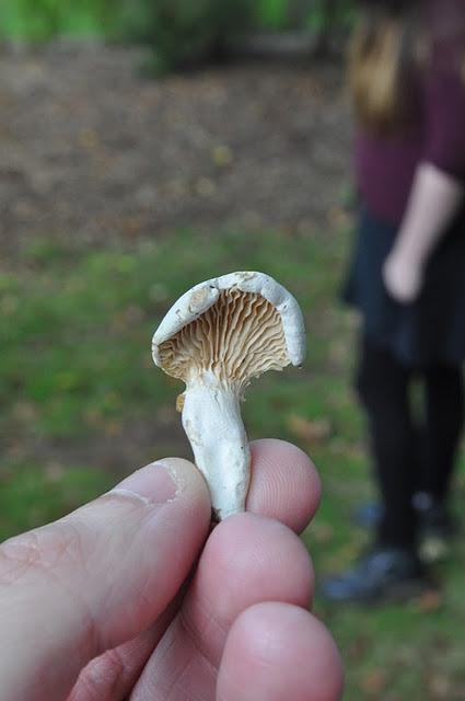 Magic Mushrooms: A Fungal Foray