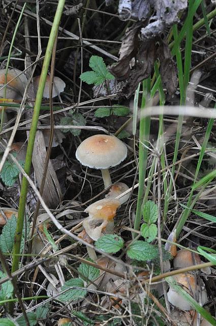 Magic Mushrooms: A Fungal Foray