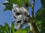 Broad Beans: What’s Point?