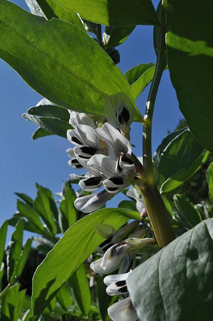 Broad Beans: What’s the point?