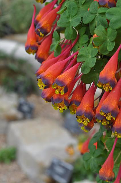 A Walk Around Kew Gardens with Richard Wilford