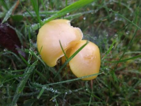 Buttery Autumn colour