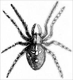 Finish-the-Spider Drawing