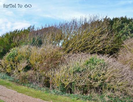 Scavenger Hunt Sunday