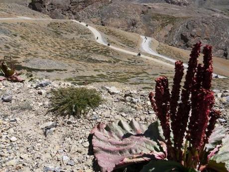 The Nakee-la and Lachalunga-la passes