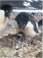 Adelie Penguin Feeding Chick