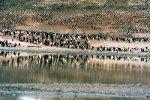 Adelie Penguin Colony