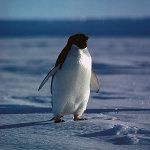 Adelie Penguin