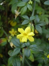 Jasminum nudiflorum flower (29/10/2011, London)