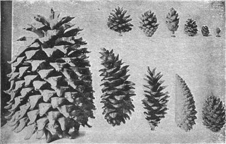 Milan’s Pitch-Pine Cone Shapes