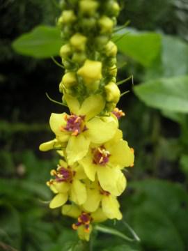 Verbascum nigrum flower (29/10/2011, London)