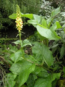 Verbascum nigrum (29/10/2011, London)