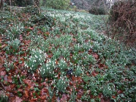 A vast bank of snowdrops