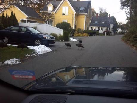 Random Scary Turkeys