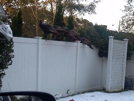 Random Scary Turkeys