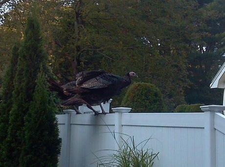 Random Scary Turkeys