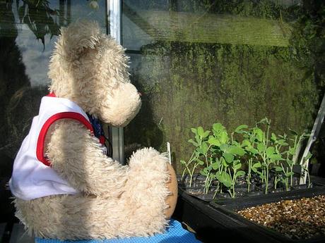 Ted's green fingers