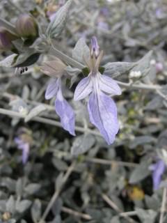 Teucrium fruticans flower (29/10/2011, London)