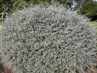 Teucrium fruticans (29/10/2011, London)