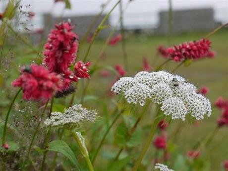 Blooming passes