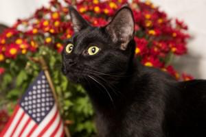 LifeLine Animal Project Honors Military Service with “Pets for Vets”