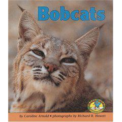 Bobcats:  The Writing Process, Learning from Real Life