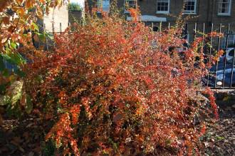 Berberis thunbergii autumn (01/11/2011, London)