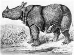 Picture Javan Rhino