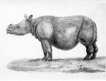 Picture Javan Rhino