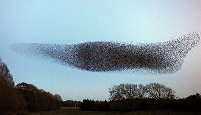 What the 'F' is Murmuration?