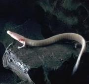 Olm