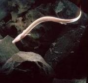 Olm