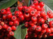 Plant Week: Cotoneaster Frigidus ‘Cornubia’