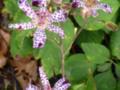 Speckled Toad Lily Flower