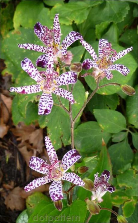 Speckled Toad Lily flower