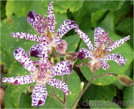 Toad Lily - 