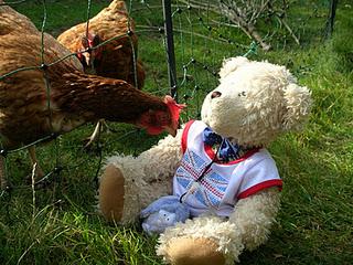 Ted meets the chickens