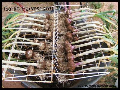 Garlic Harvest 2011