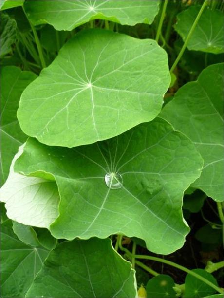 Rain catcher leaves of green