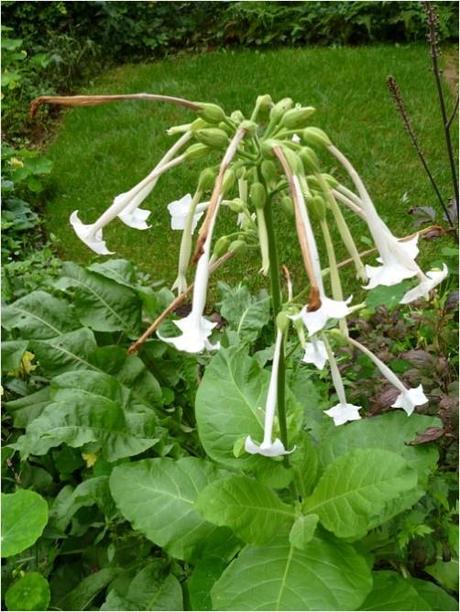 Flowering tobacco plant, end of the season