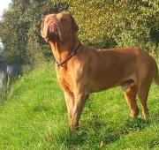 Dogue De Bordeaux