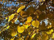 Golden Autumn Leaves