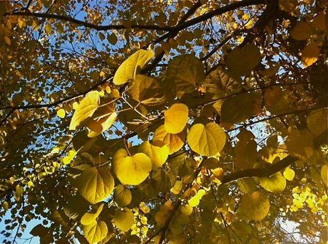 Golden-Autumn-Leaves-November-2011